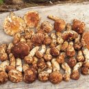 양지농원 이미지