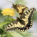 나비 - 송파구 동남로 193 | 나비