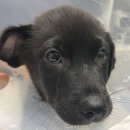 하나카동물병원 이미지