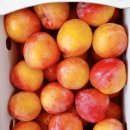 전정헌농장 이미지