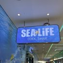 인어공주 | 강남 씨라이프 코엑스아쿠아리움:: 인어공주공연시간 해저탐사 후기