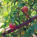 대석농장 이미지