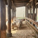 전나무목장 | 가는 달, 한국관광공사 소도시 여행 후기 대만족!- 대관령 양떼목장, 허브나라농원, 월정사, 전나무숲길