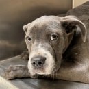 착한강아지 이미지