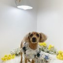 하리몽 이미지