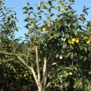 홍원농장 이미지