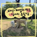 하성로 | 김포 태산 패밀리파크 강아지운동장 후기