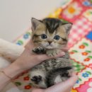 도그플러스 동물병원 마산점 | 밀양고양이분양 미유펫대구점 후기 🐾— 조용히 다가온 고양이 한 마리가 만든 따뜻한 변화