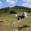 양평양떼목장 이미지