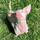 핑크강아지 이미지