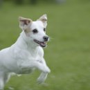 애견유치원&호텔 초댕학교 이미지