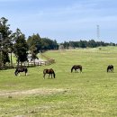 성이시돌복지의원 | 제주 서쪽 한림 성이시돌 목장 / 우유부단 카페 / 테쉬폰