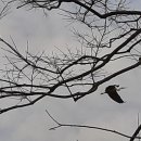 학-비상 이미지