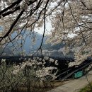 백운면 벚꽃길 이미지