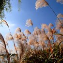 낙동강변 이미지