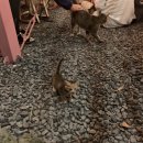 꽃하루방 이미지