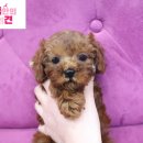 내 품안의 반려견 | 화곡강아지분양 내품안의반려견 후기