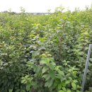 하묘농장 이미지