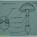 청계산 관현사의 버섯들... 이미지