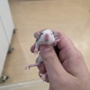 두물로11번길 12-12 | 2025.11.05 로던트 클럽 남양주점 덤보래트 분양 리스트 (Feat. 고객님 개체 소개)