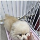 The빛나개 이미지