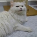 달과고양이 이미지