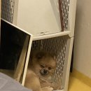 백슬동물병원 | 백슬동물병원 슬개골 탈구 수술 후기