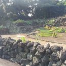 오조리-8 이미지