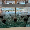 (주)웰니스피트 | 겨울 충남 태안 실내 가볼만한곳 놀거리 태안해양치유센터 숙소 웰니스 딸라소