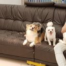 해피치 애견카페 이미지