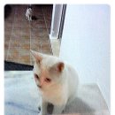뒹굴뒹굴고양이 이미지