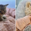 도그마루 강아지고양이 목동점 이미지