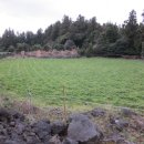 성읍리-25 이미지