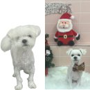 라온펫미용실 이미지