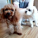 합천애견인공수정센터 | 일산강아지교배후기 일산애견교배 말티푸교배했어요