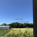 스테이도채비꽃