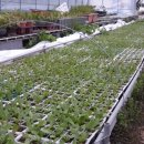 영농조합법인정원농장 이미지