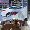 오케이(OK)동물병원 이미지