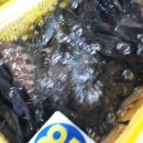 남해군 수협회센타횟집 이미지