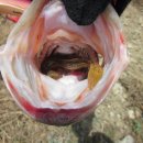 물고기나라 - 부천시 소사구 자유로 35-4 | 물고기나라
