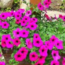 행복한선물 이미지