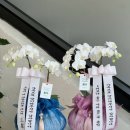 피스풀 이미지