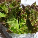 토종생오리농원 이미지