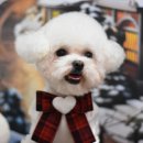 호빵펫살롱 이미지