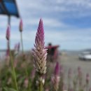 신안슈퍼 이미지