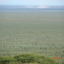 탄자니아, 세링게티국립공원＜사파리＞(7) 이미지