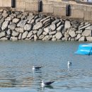 아라메길 (삼길나루길-벚꽃길) 이미지