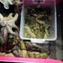 남해쭈꾸미 이미지