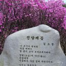 부천 원미산 진달래꽃 축제 이미지