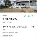 서호동-36 | [임장 후기] 서귀포시 서호동 (+ 미용실 상가주택, 6억5천, 대지 152평, 연면적 36평, 지상 1층)